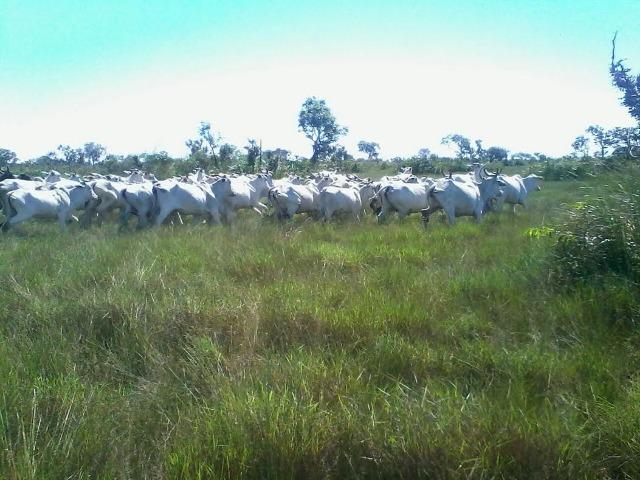 Fazenda em Luciara, MT - Foto 7