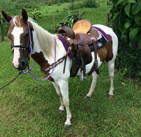 Égua Paint Horse - Foto 2