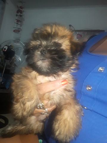 Vendo filhotes de ilhasa apso - Foto 3