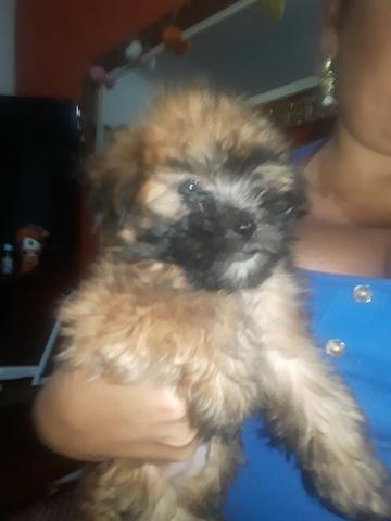 Vendo filhotes de ilhasa apso