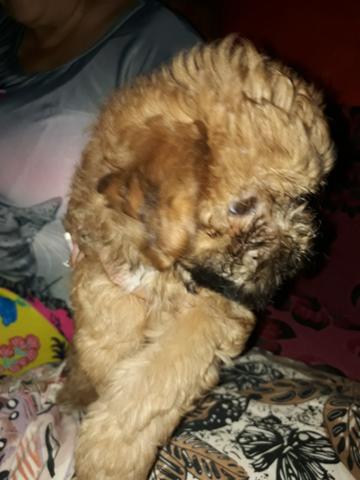 Vendo filhotes de ilhasa apso - Foto 5
