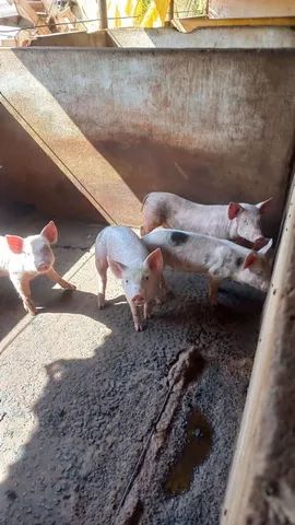 Leitões  - Foto 2
