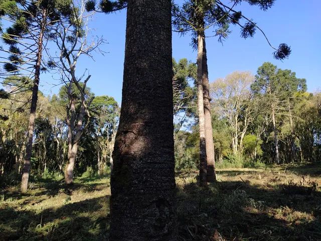Sitio  da Eloisa - Foto 3