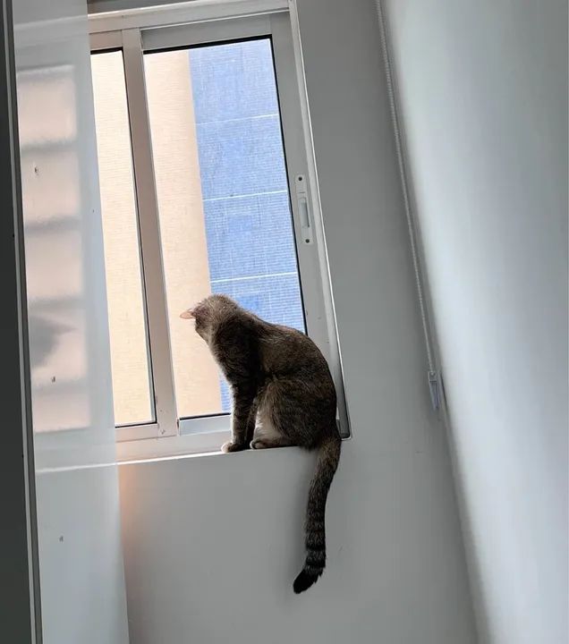 GATA fêmea castrada para adoção responsável  - Foto 5