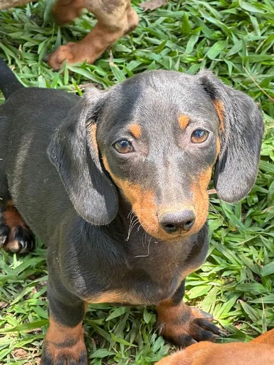 FILHOTES DE DACHSHUND (Basset) - Foto 5