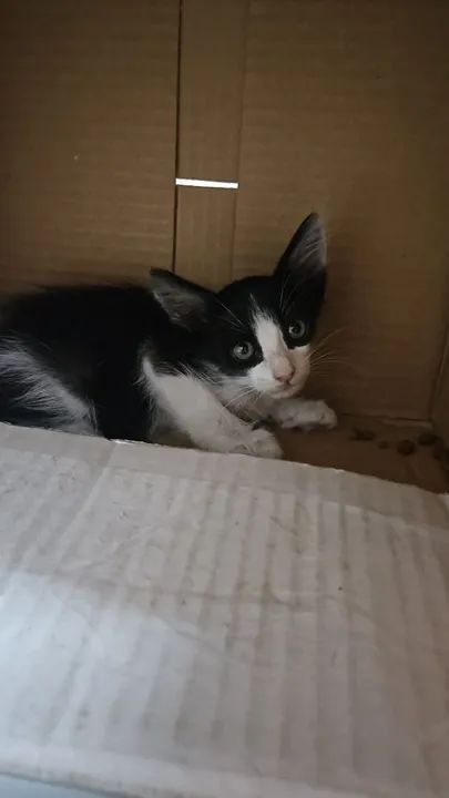 Gato filhote disponível para adoção responsável  - Foto 2