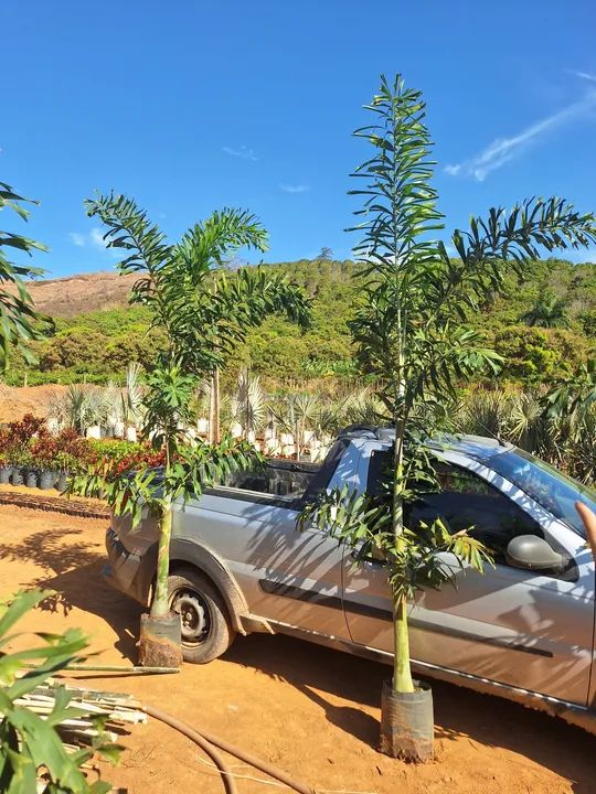 Palmeira rabo de raposa 3 mts - Foto 2