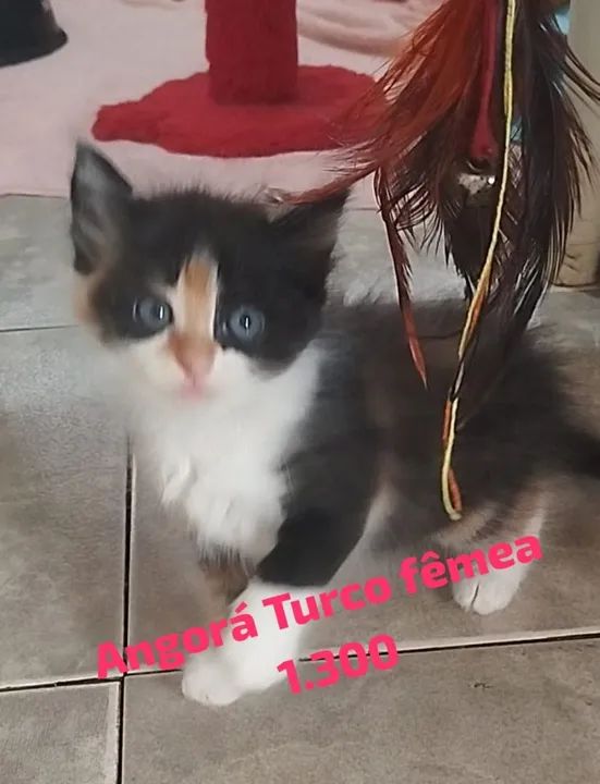 British, Angorá, Gato da Floresta e Chartreux  - Foto 5