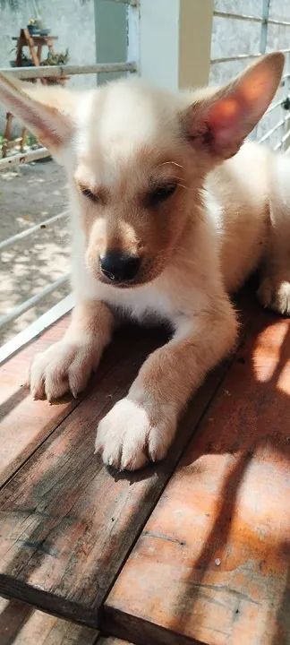 Filhote de Pastor Belga - Foto 3