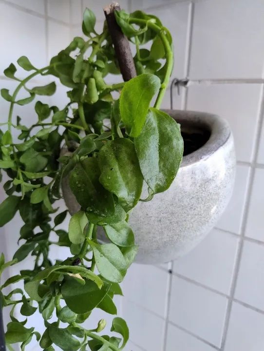 Vasos de plantas para meia  parede  - Foto 3