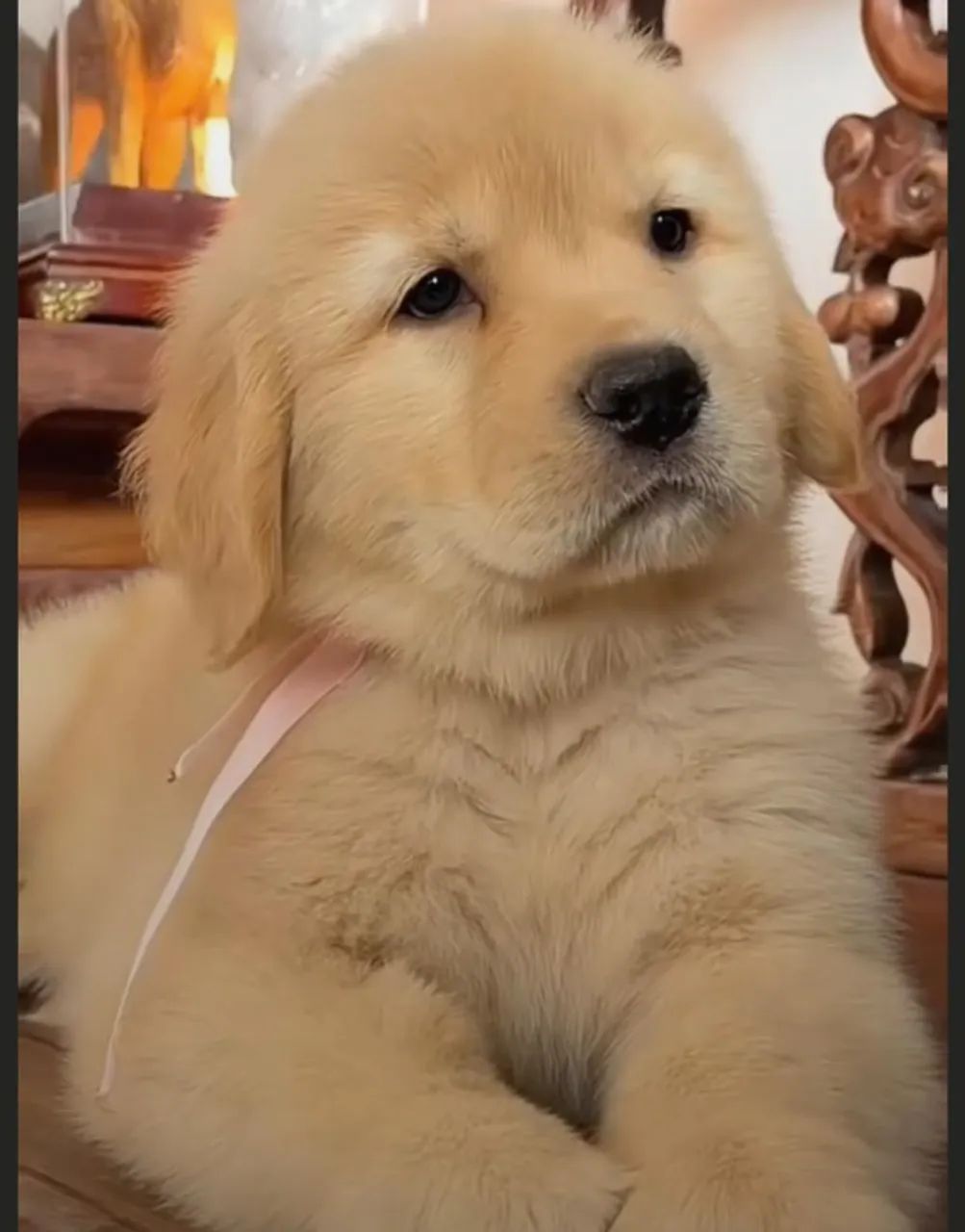 Golden retriever honrado 