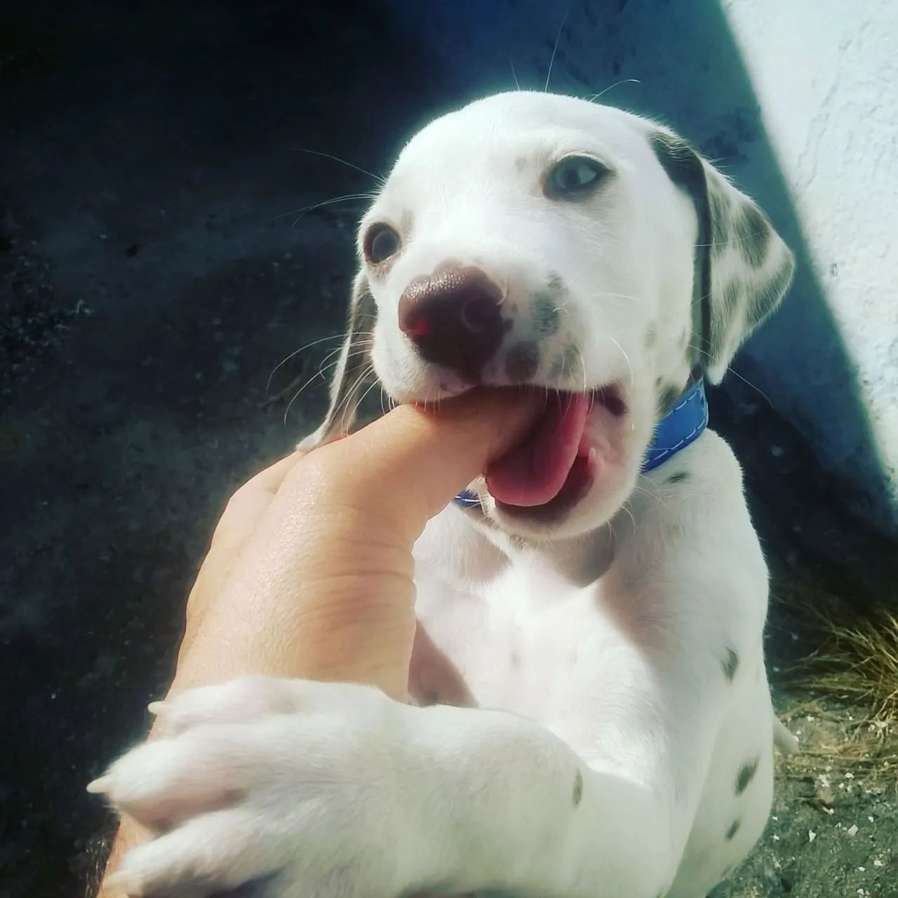 Dálmata disponível para adoção - Foto 5