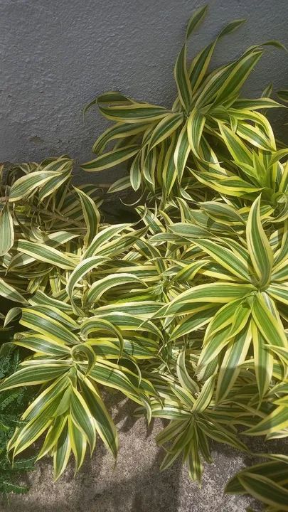 Por motivo de mudança estou vendendo mais de 20 jarros e todas as plantas  - Foto 2