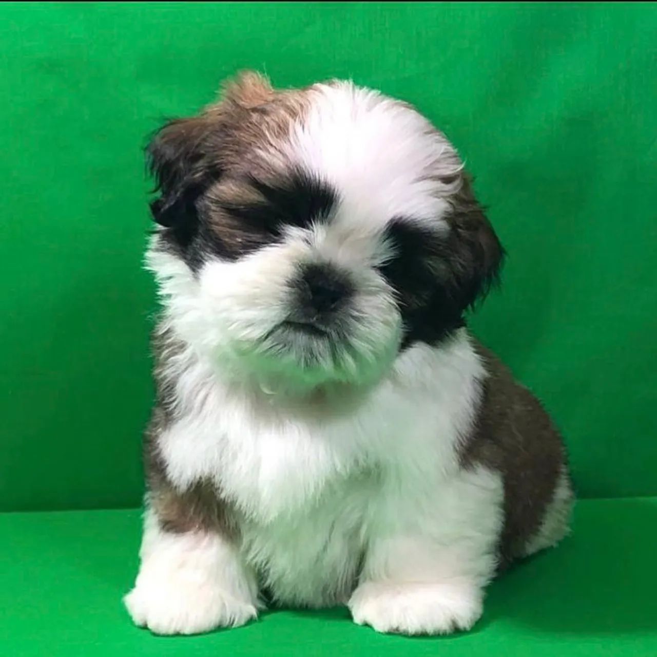 Filhote de Shih Tzu lindo