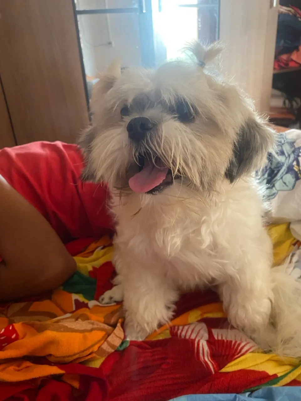 Shih Tzu Filhote Super Fofo para Adocao