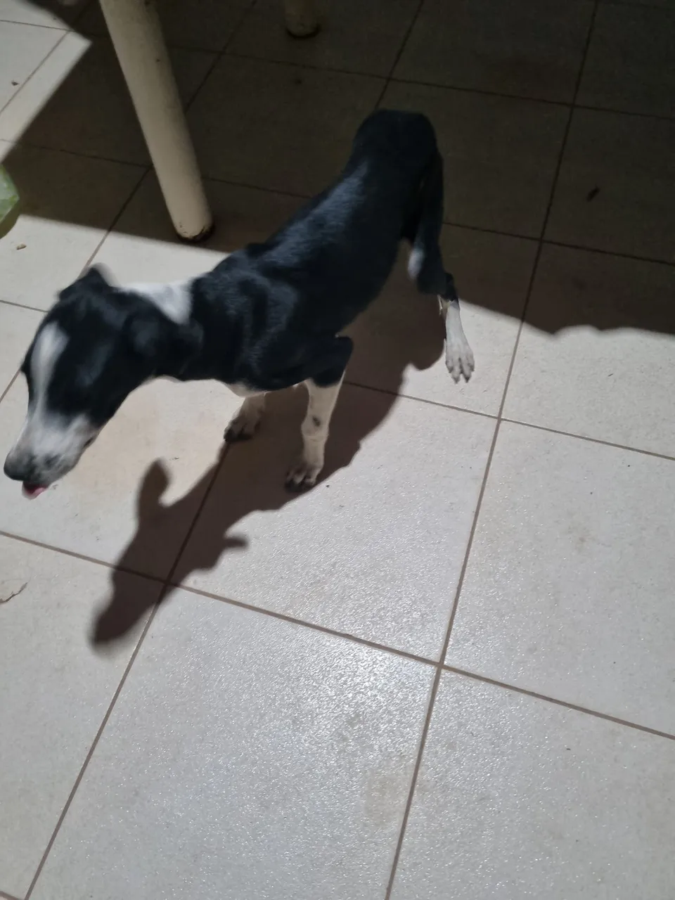 Filhote de cachorro