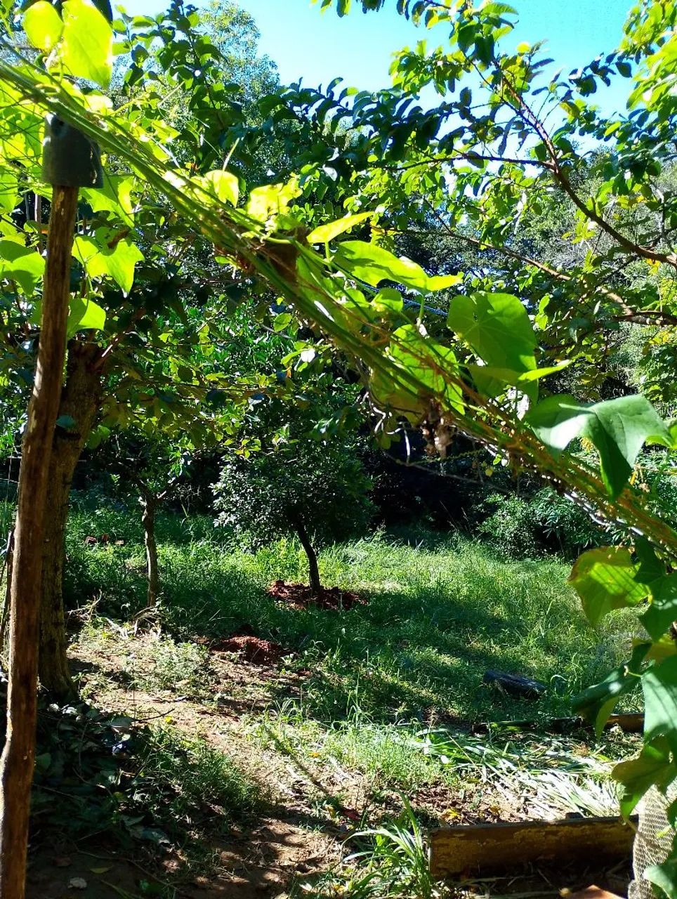 Vendo de barbada, com escritura. - Foto 5