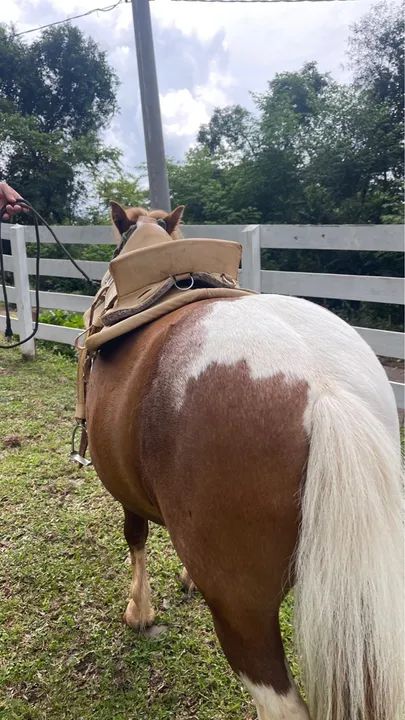 Vendo Pônei encilhado  - Foto 5