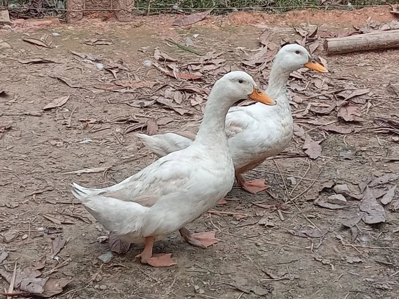 3 Marreco, marreca, Pequim  - Foto 6