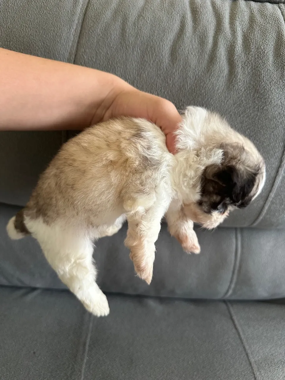 Filhote Shih Tzu Disponível