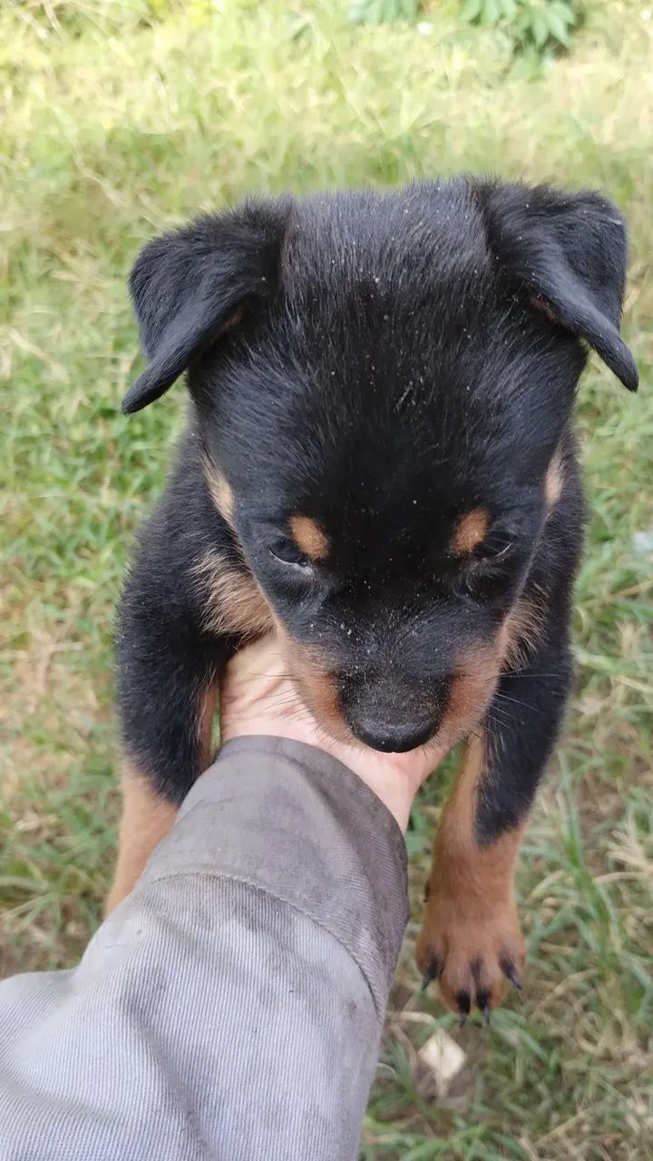Filhote de Rottweiler por apenas 400$ ligue * ou *16 estão com 40 dias..