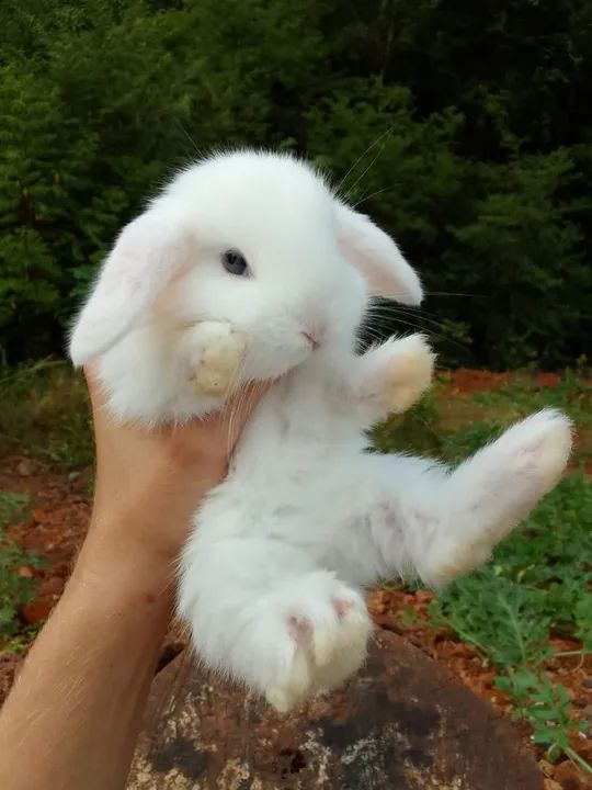 Mini coelho-Lop - Foto 4
