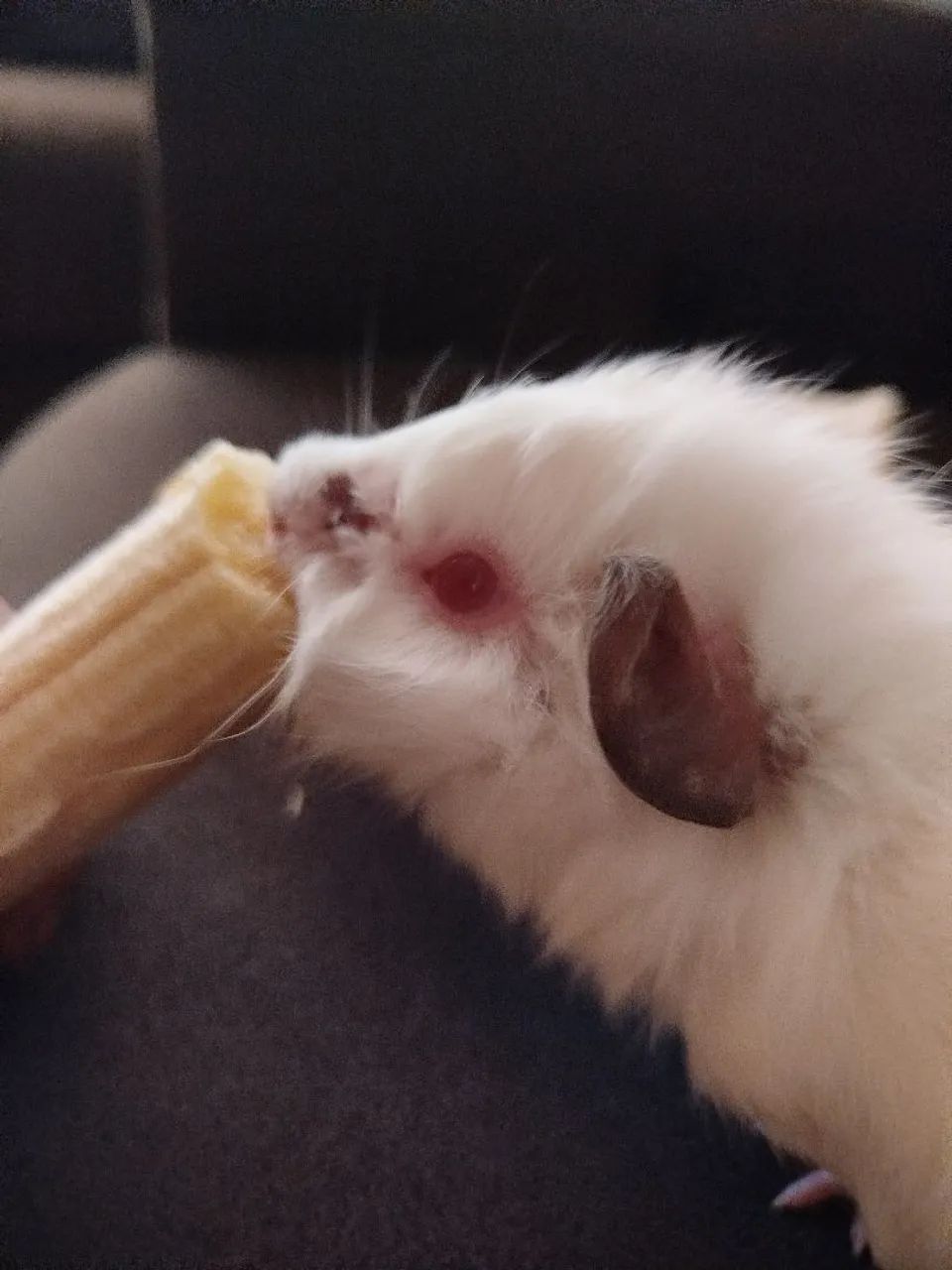 Porquinho da índia macho 