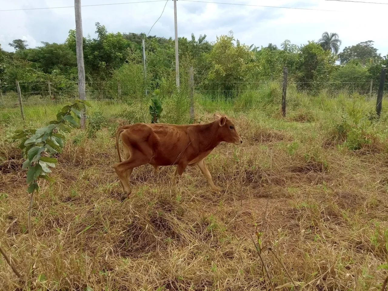 Três bezerros para venda - Foto 3