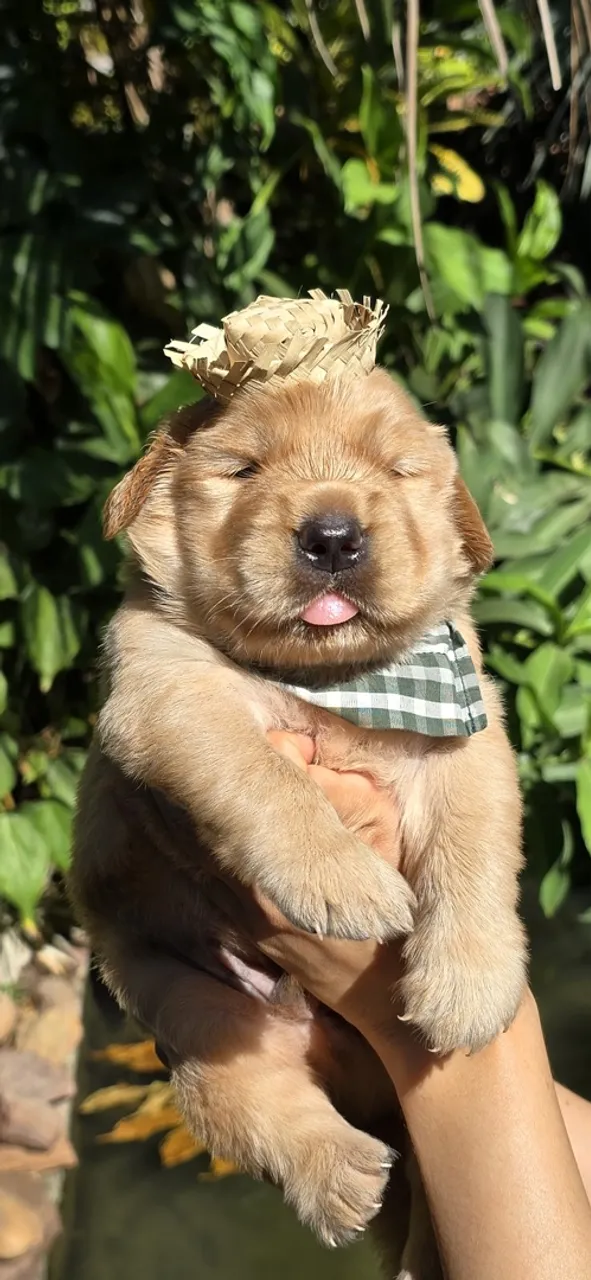 Filhote Golden Retriever macho