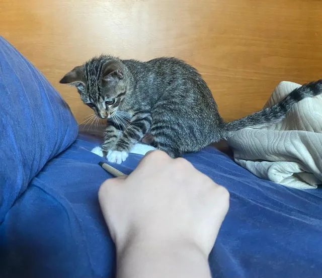 Gata filhote para Adoção  - Foto 2