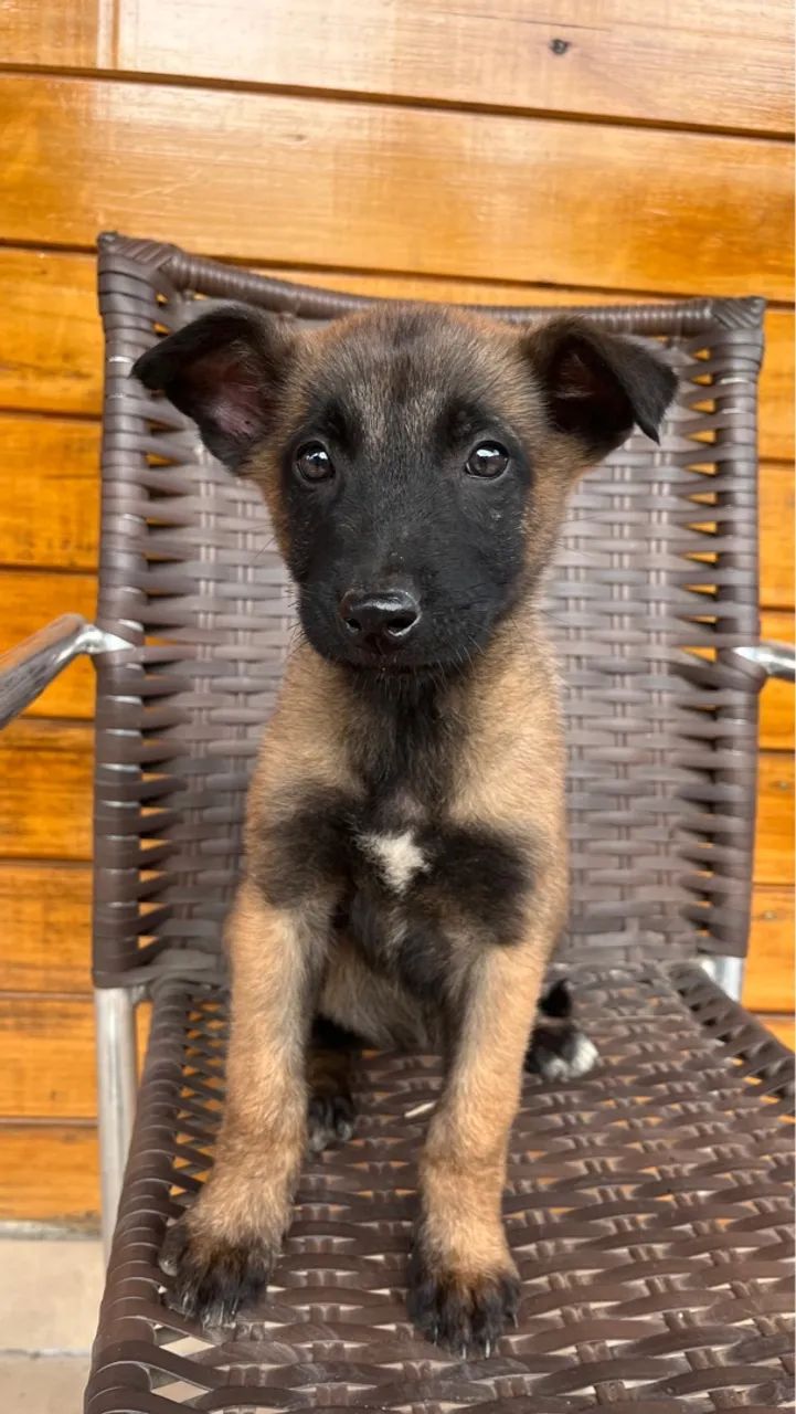 Filhote de Pastor Belga Malinois