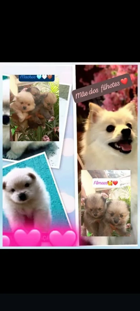Filhotes de Spitz Alemão disponíveis!