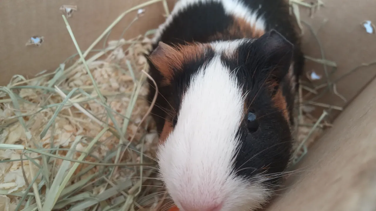 Porquinho da índia macho!