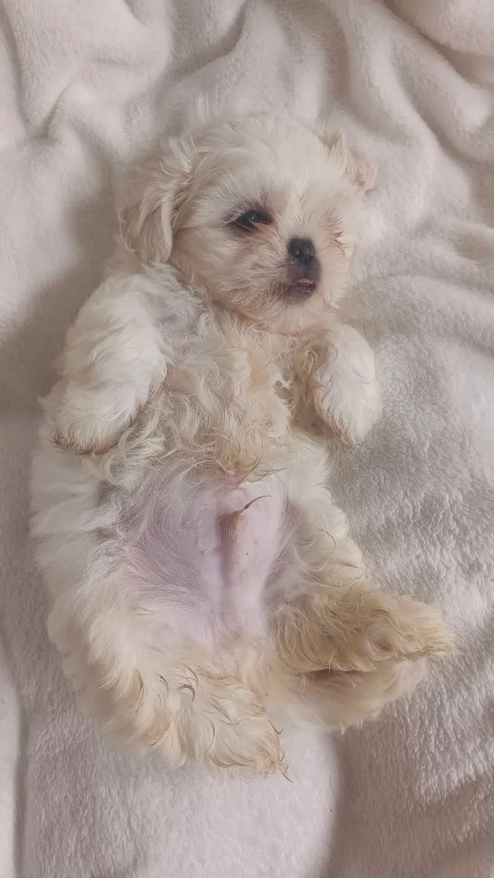 Filhote Shih Tzu