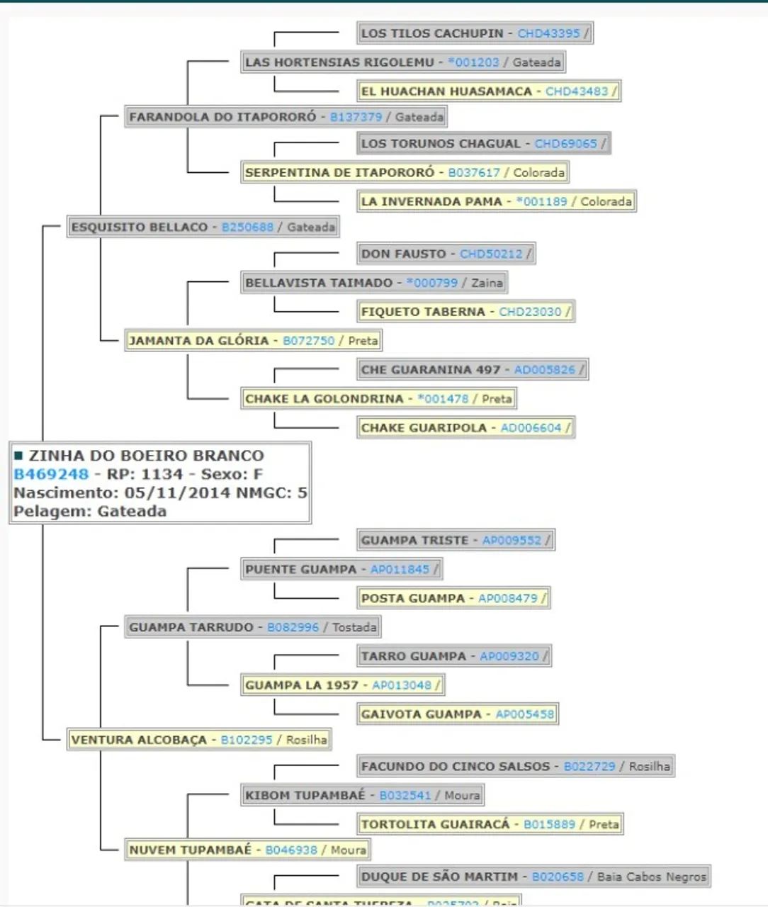 Éguas crioula para cria xucras e domadas - Foto 2