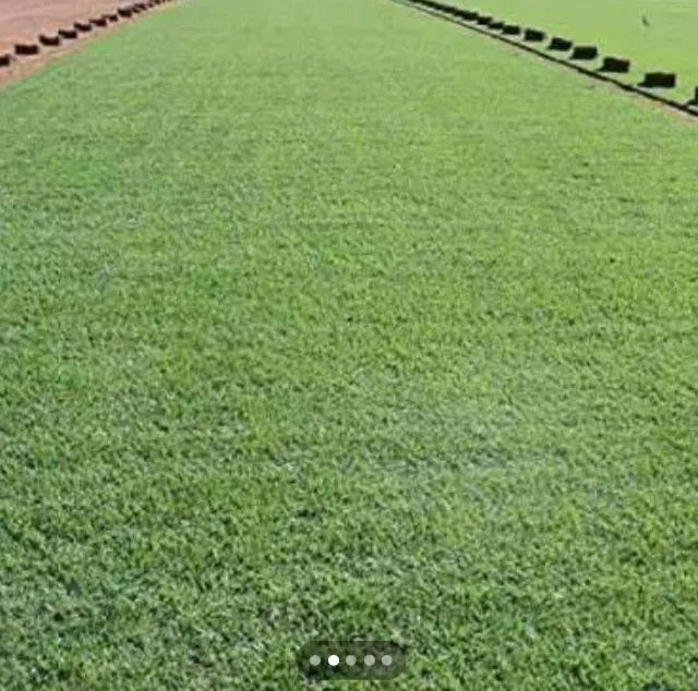 GRAMAS JA PLANTADAS A PARTIR DE 9 REAIS .. - Foto 3