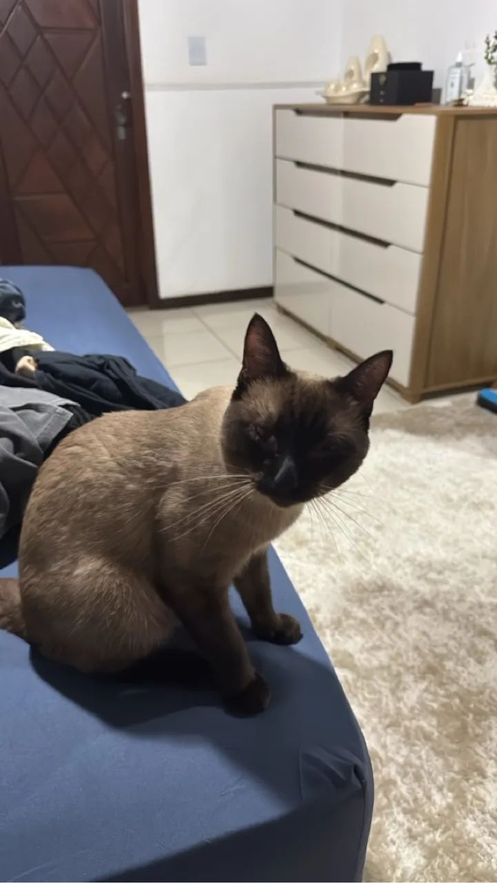 Gatinho Siamês para Adoção - Foto 5