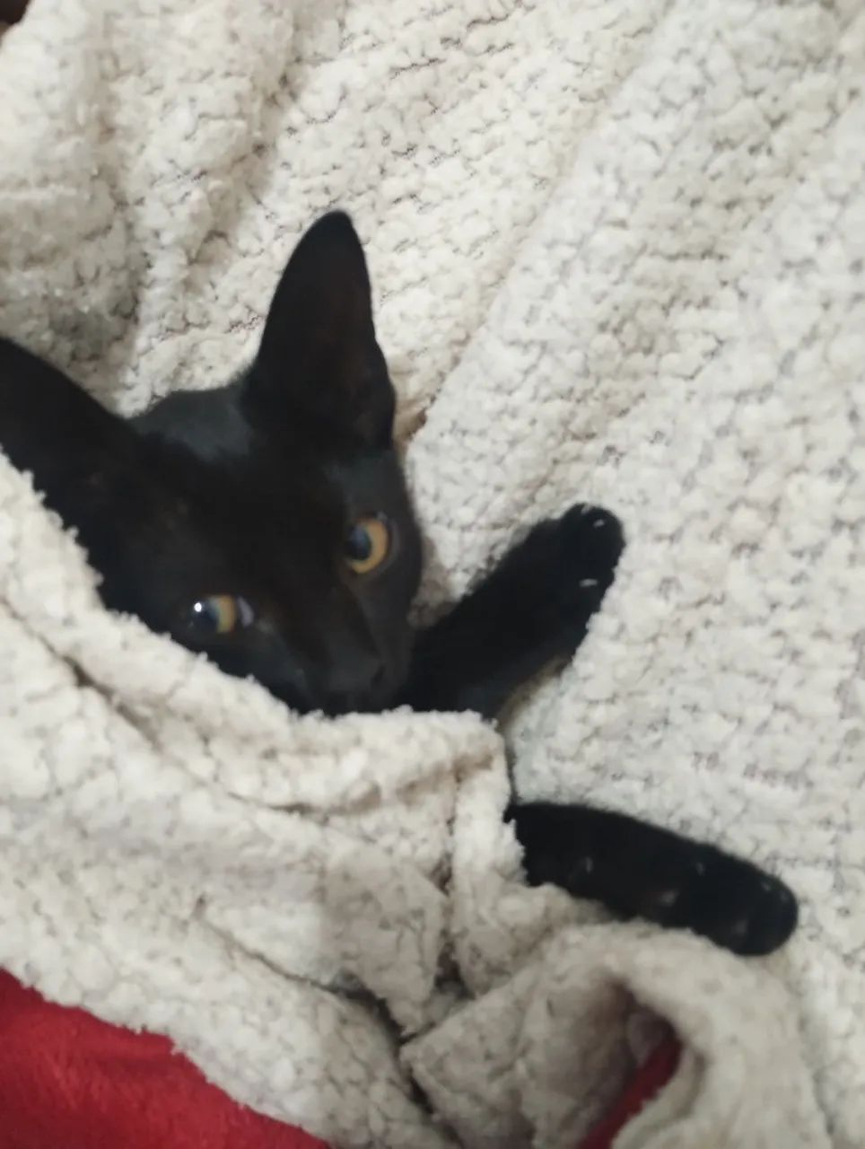 Adoção de filhotinho 