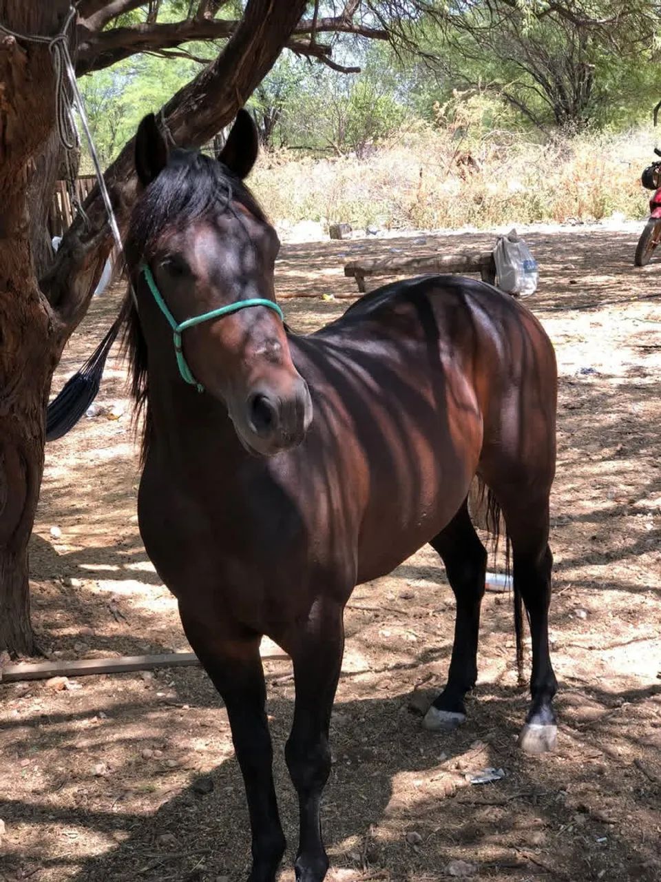 Vendo cavalo manso de sela