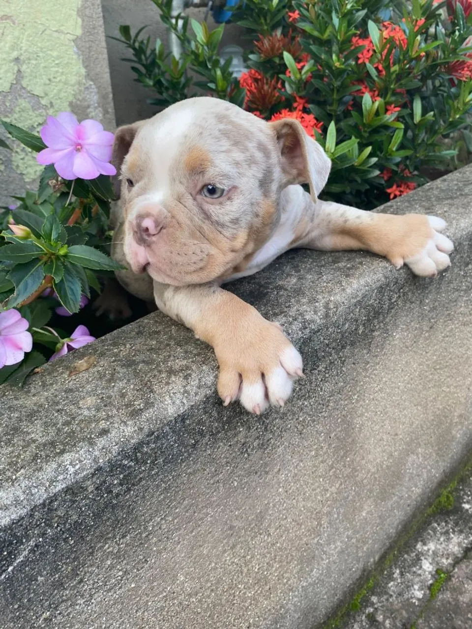 Filhotes Exotic Bully.