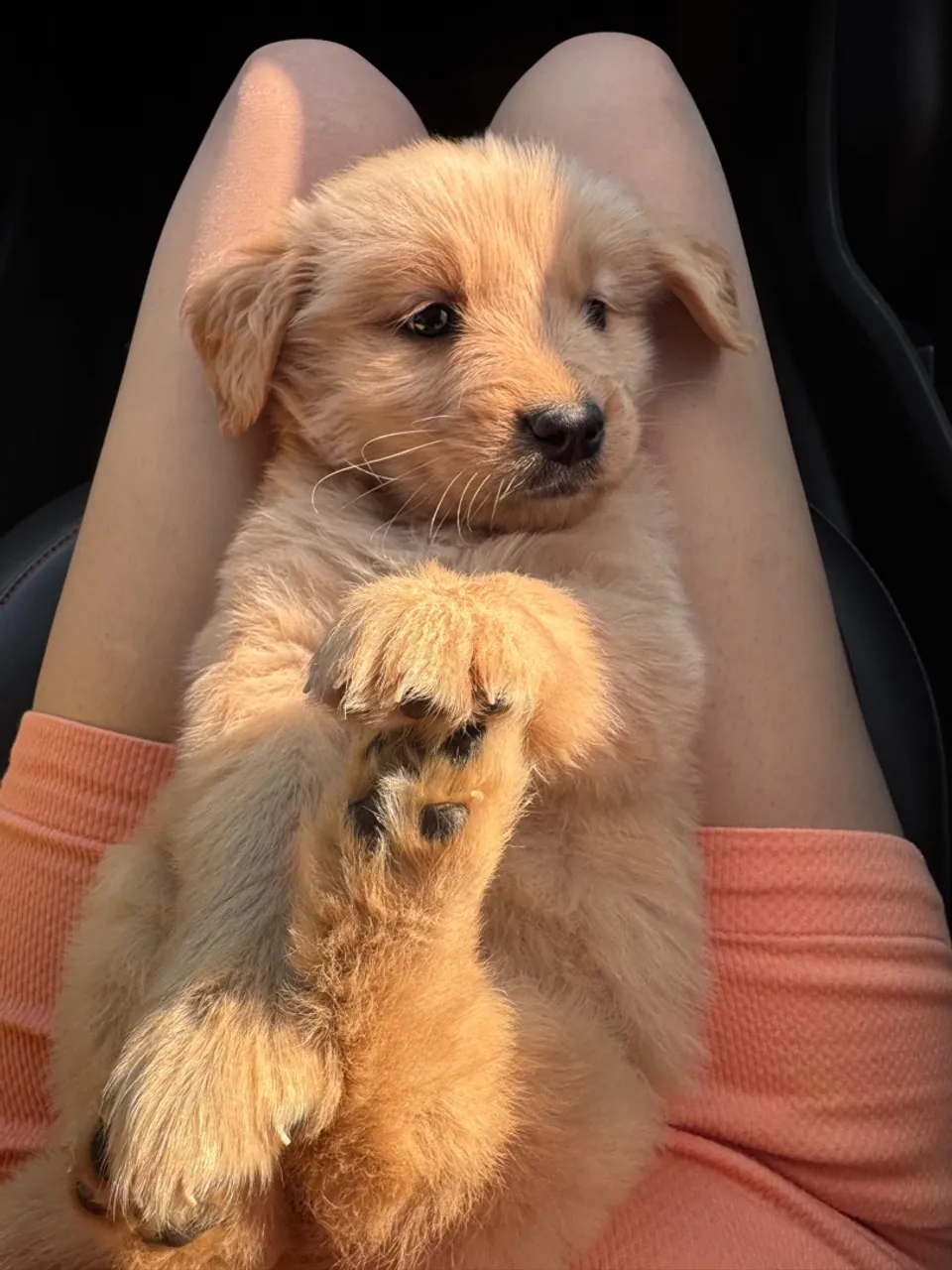 Filhote de Golden Retriever