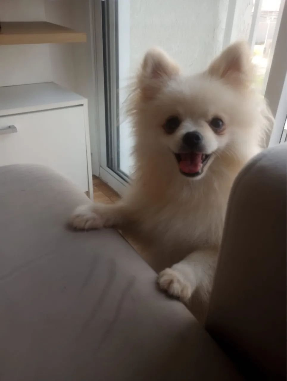 Filhote de Spitz Alemão porte pequeno