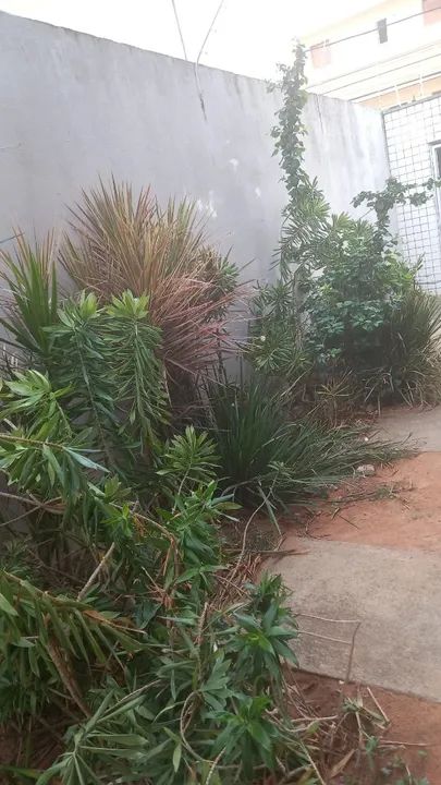 Por motivo de mudança estou vendendo mais de 20 jarros e todas as plantas 