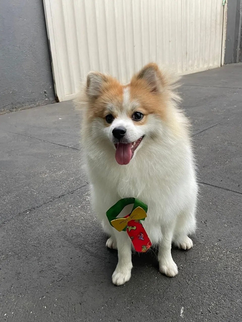Lindo Spitz Alemão à procura de um lar!