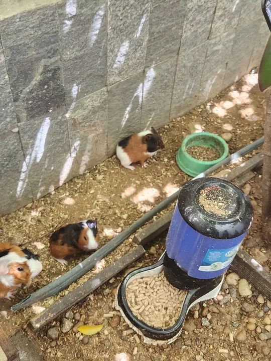 Vendo dois porquinhos da índia fofinhos - Foto 3