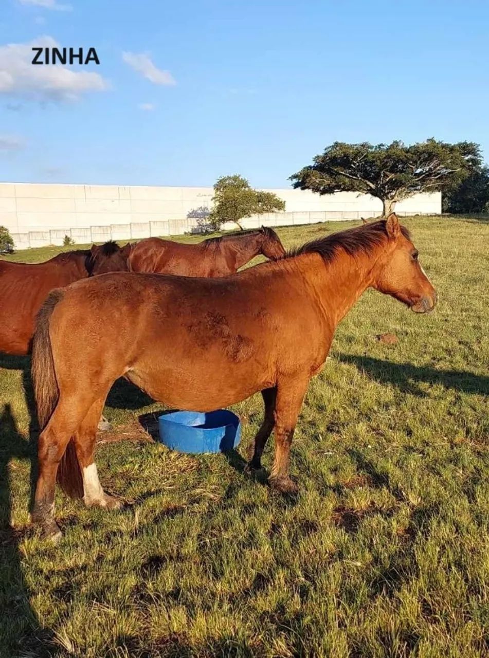 Éguas crioula para cria xucras e domadas