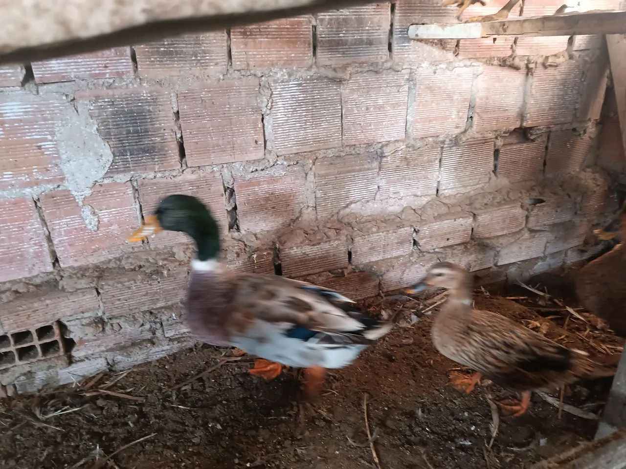  Lindo Casal de patos marrecos bruem 350 - Foto 3