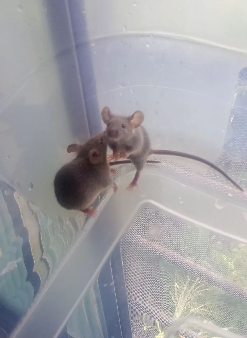 Topodongos cinza64961612370562121