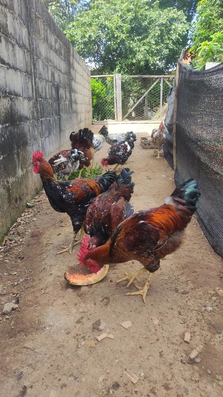 Aves da raça GSB disponíveis para venda - Foto 5