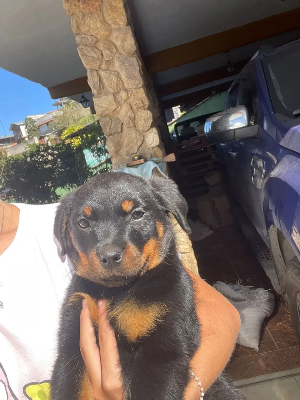Filhote de Rottweiler fêmea entrega imediata.